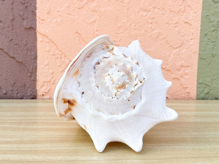 Queen Conch Shell