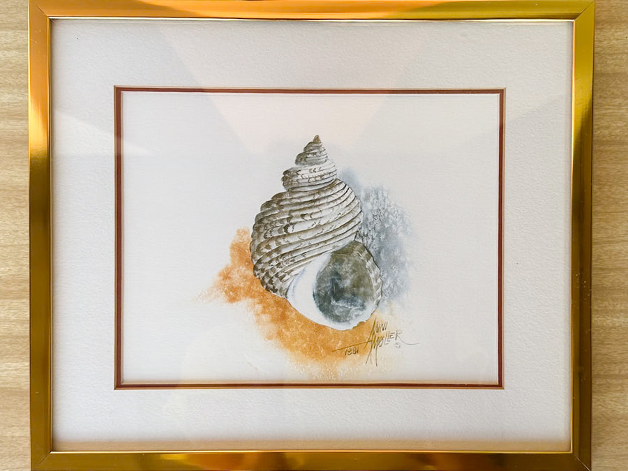 Pair of Framed Shell Prints