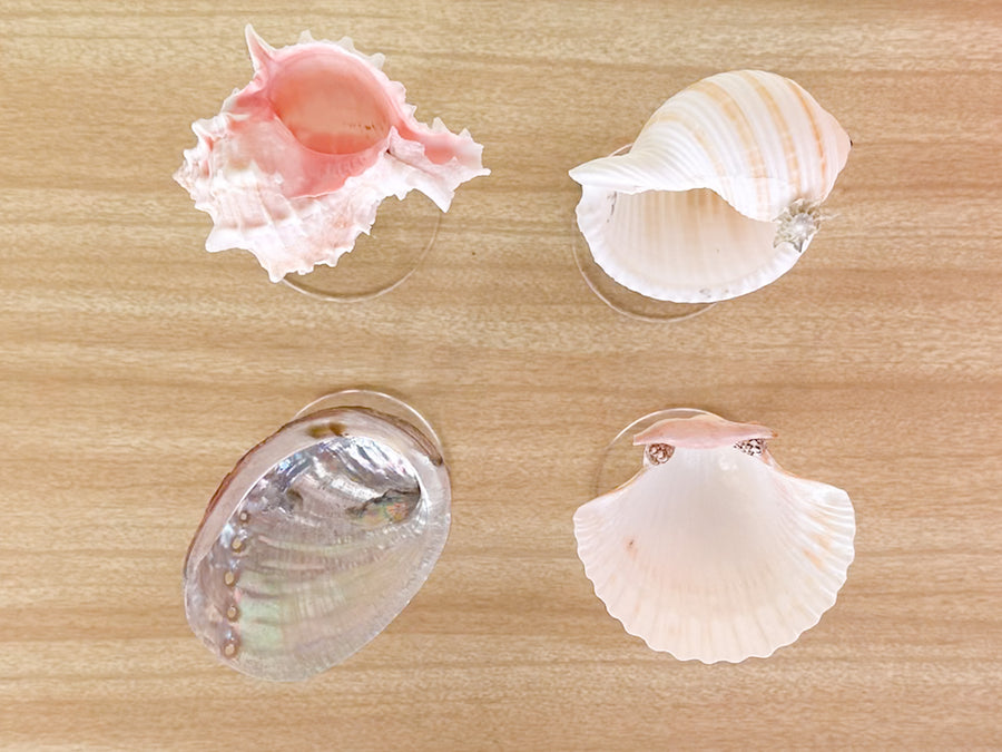 Set of Four Shell Chic Coupes