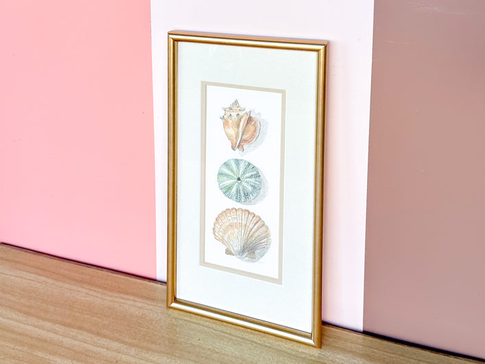 Framed Shell Print