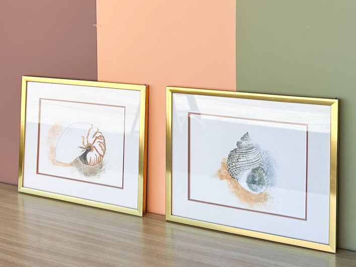 Pair of Framed Shell Prints