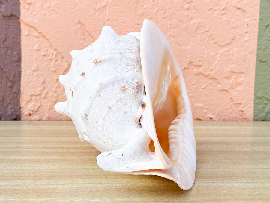 Queen Conch Shell
