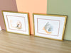 Pair of Framed Shell Prints