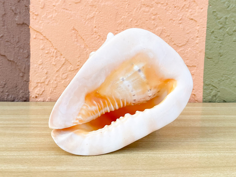Queen Conch Shell