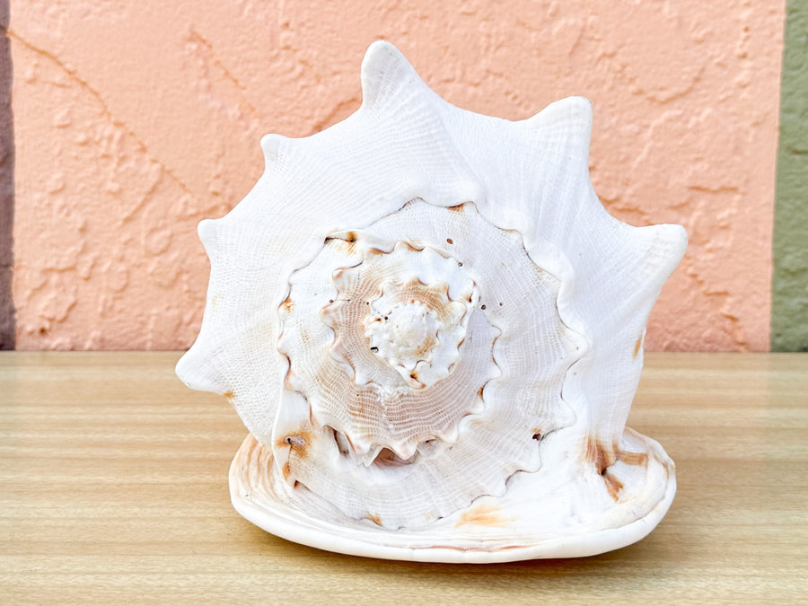 Queen Conch Shell