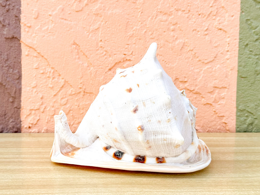 Queen Conch Shell