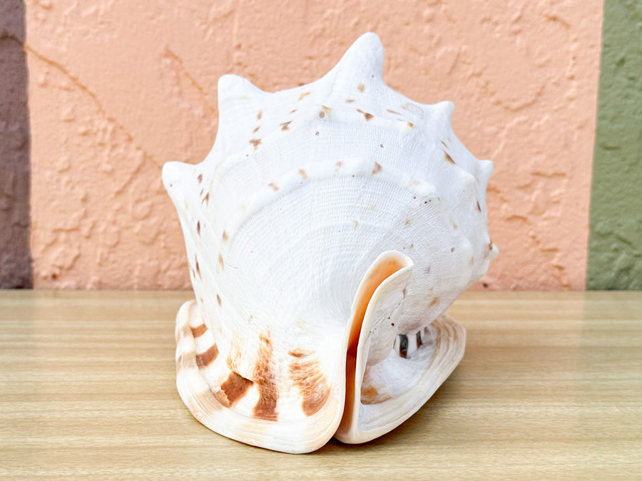 Queen Conch Shell