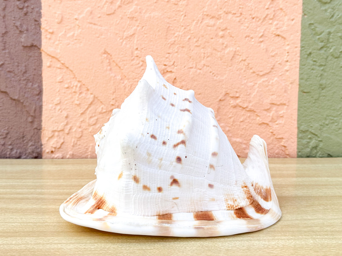 Queen Conch Shell