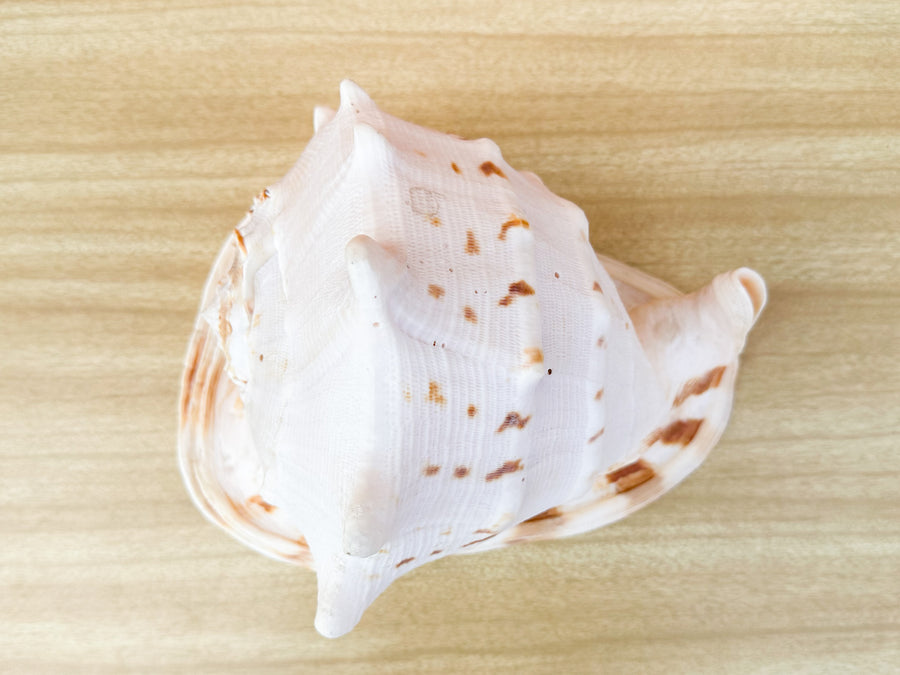 Queen Conch Shell