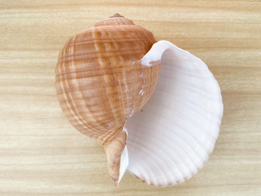 Giant Tun Shell