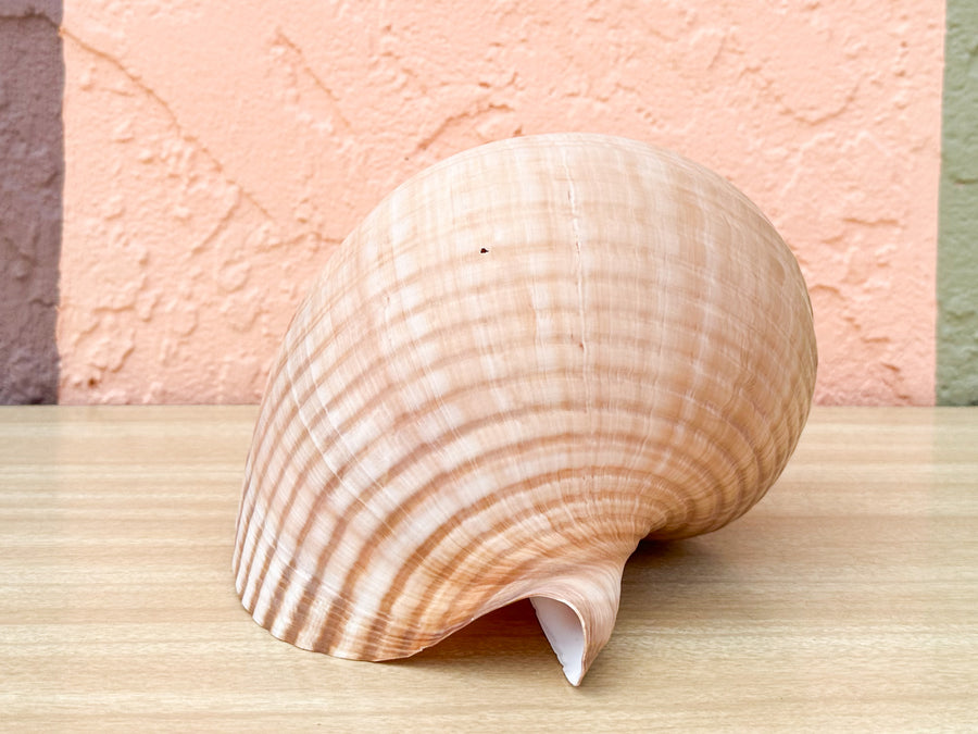 Giant Tun Shell