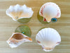 Set of Four Seafoam Shell Coupes