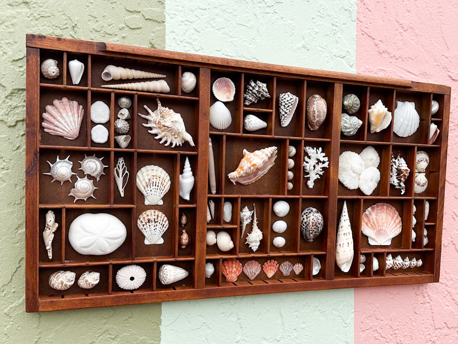 Printers Tray Shell Display