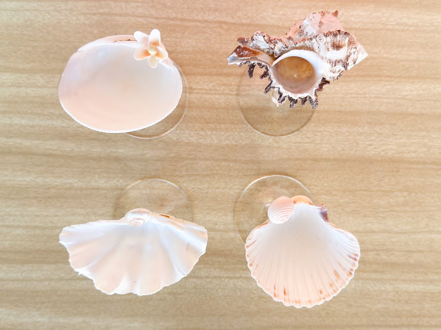 Set of Four Shell Coupes