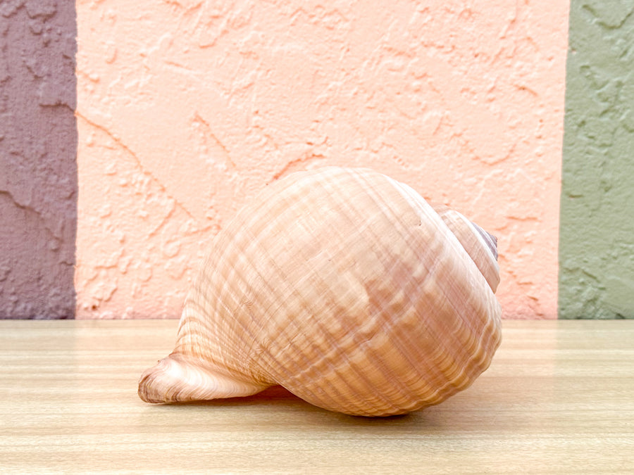 Giant Tun Shell