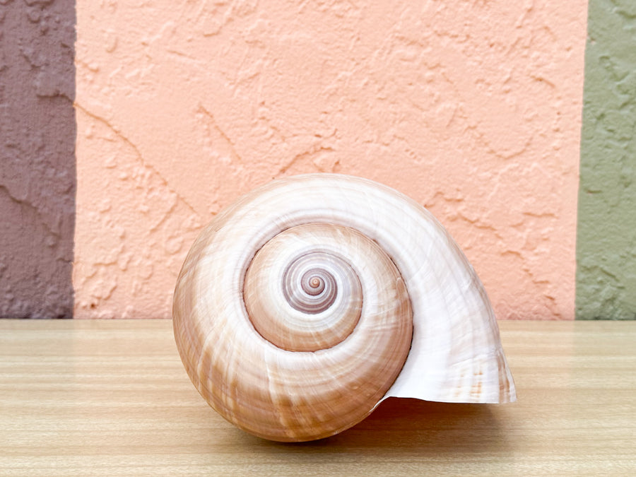 Giant Tun Shell