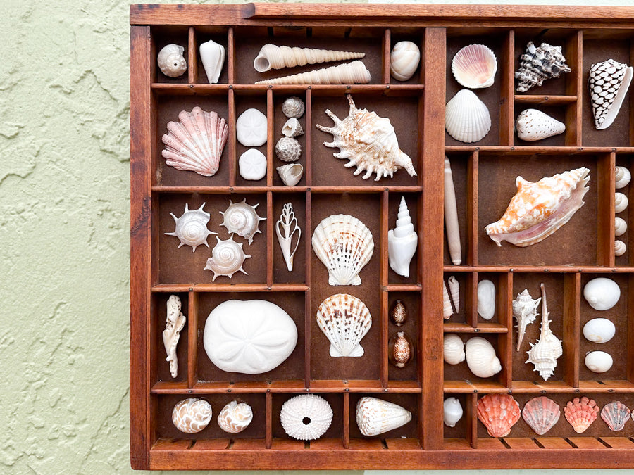 Printers Tray Shell Display