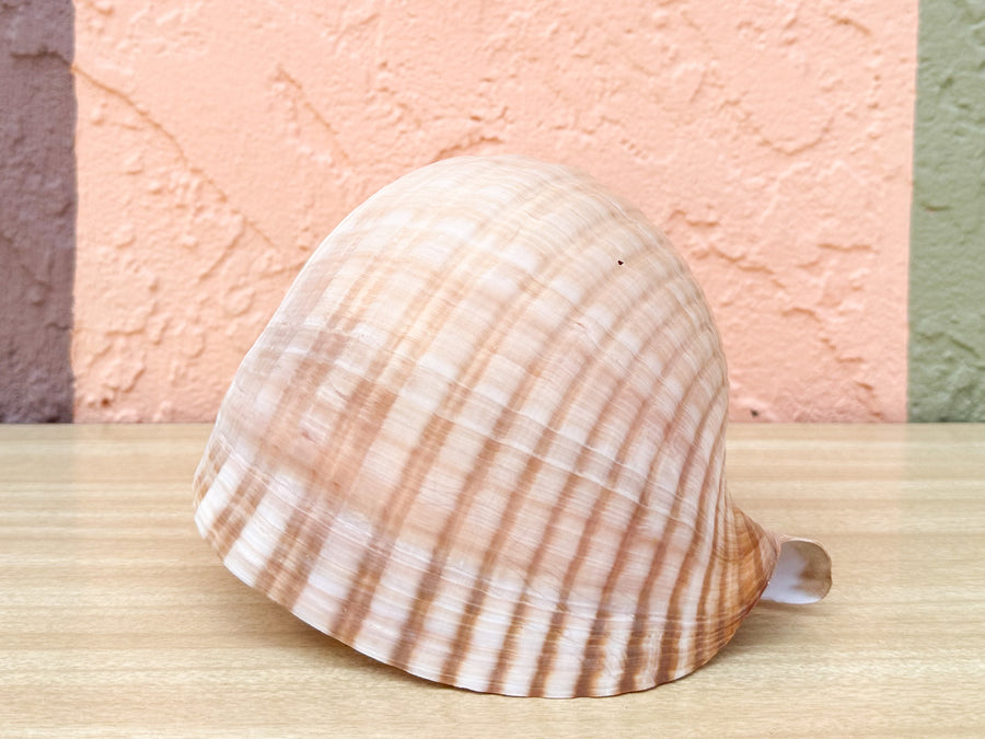 Giant Tun Shell