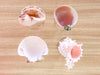 Set of Four Shell Chic Coupes