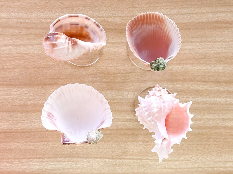 Set of Four Shell Chic Coupes