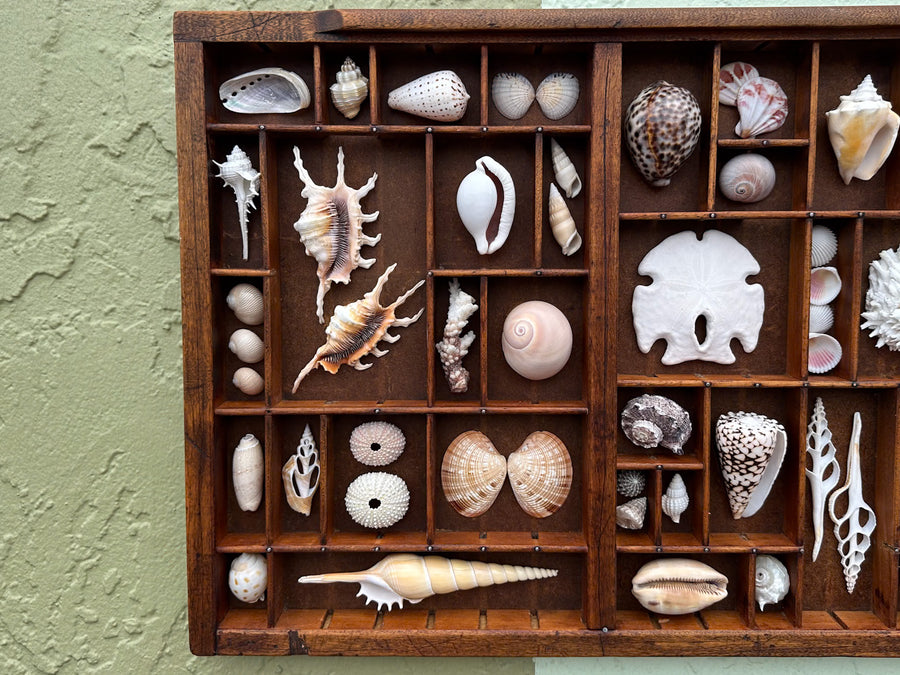 Printers Tray Shell Display