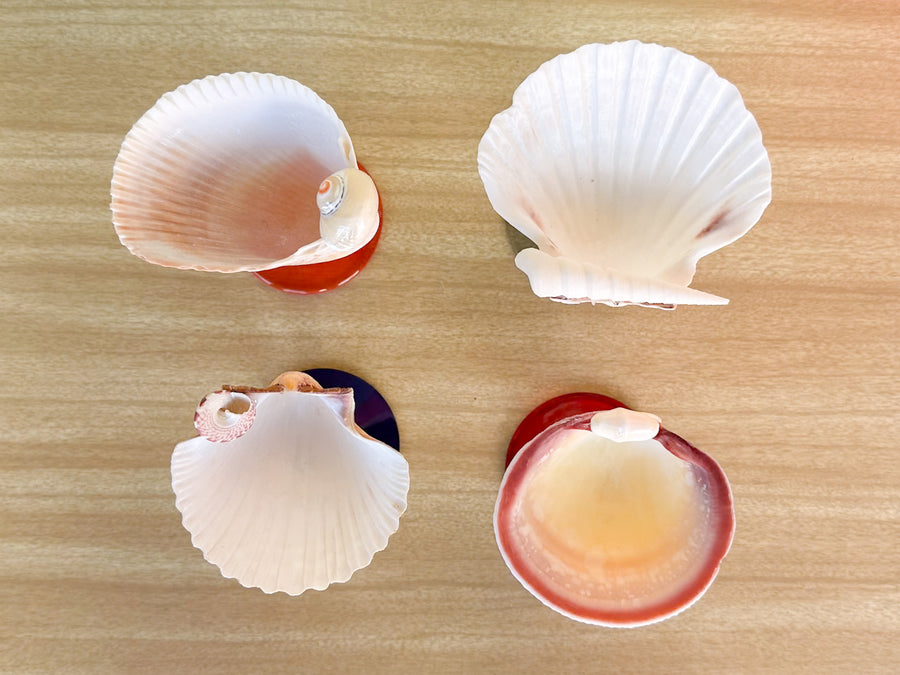 Set of Four Shell Coupes