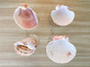 Set of Four Shell Coupes