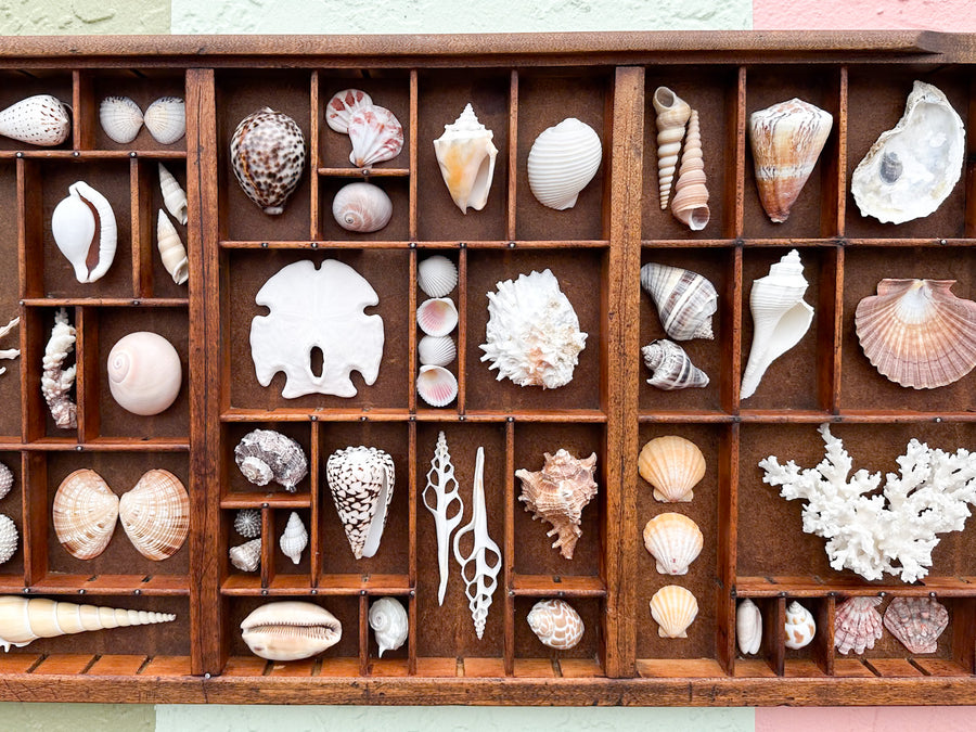 Printers Tray Shell Display