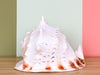 Extra Large Queen Helmet Conch Shell