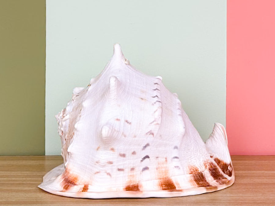Extra Large Queen Helmet Conch Natural Shell