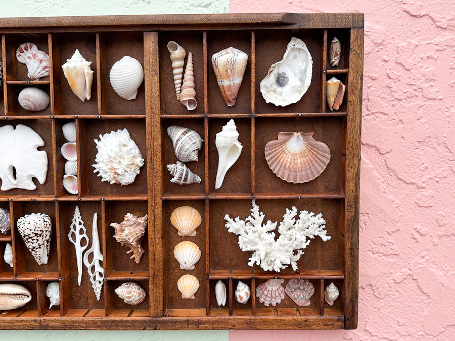 Printers Tray Shell Display
