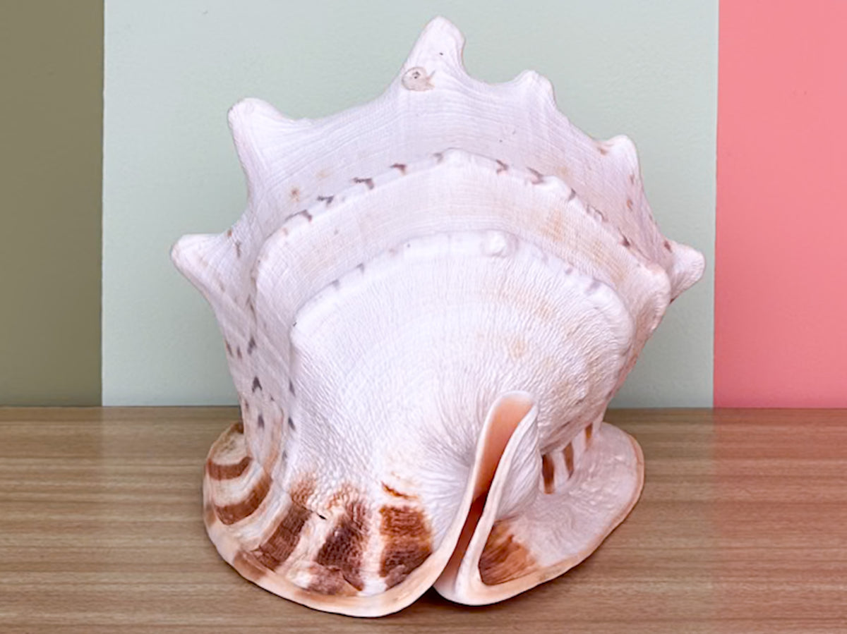 Extra Large Queen Helmet Conch Natural Shell