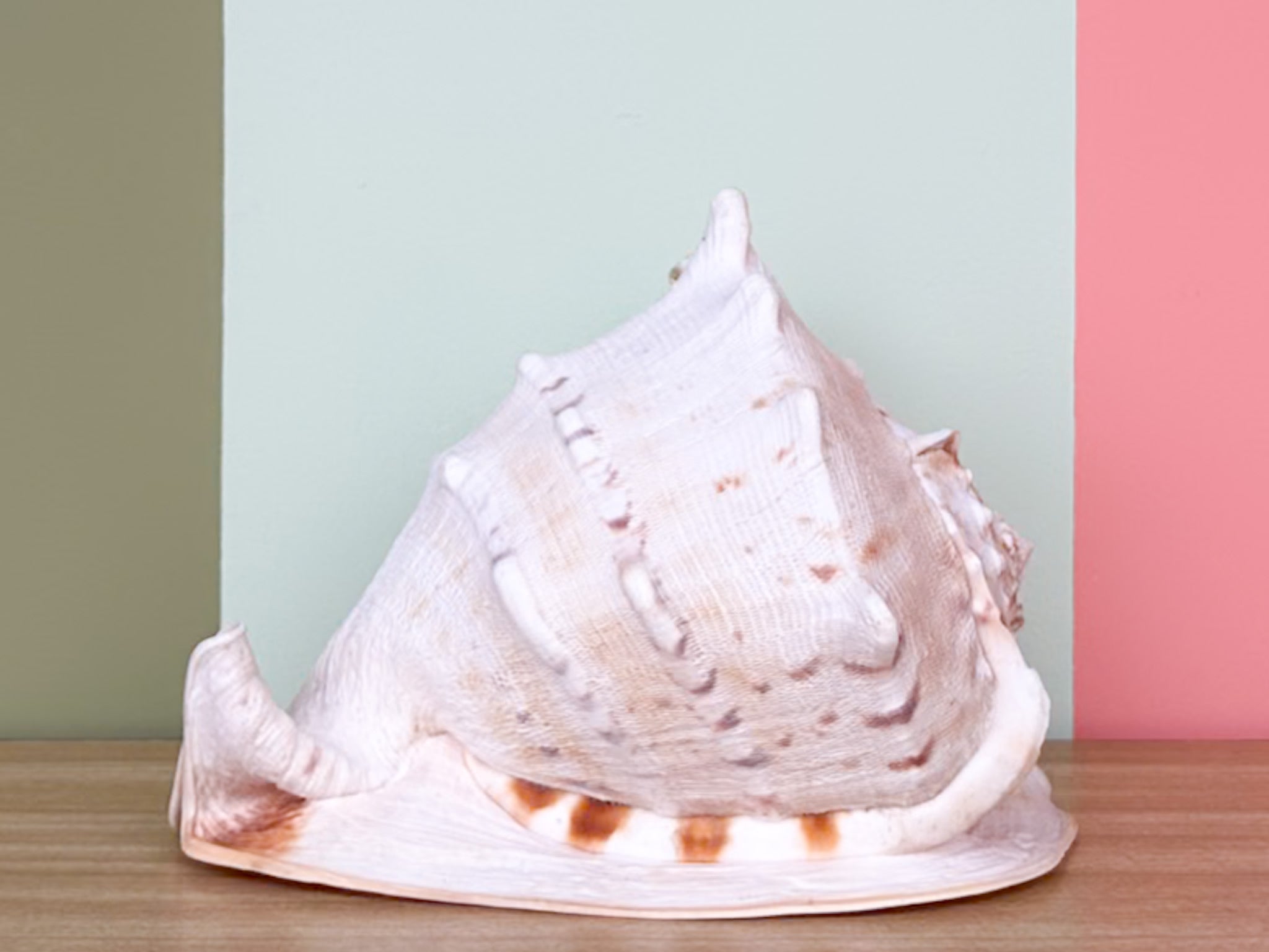 Conch Shell Mask Palm Beach Regency