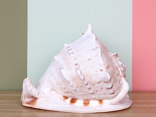 Extra Large Queen Helmet Conch Natural Shell