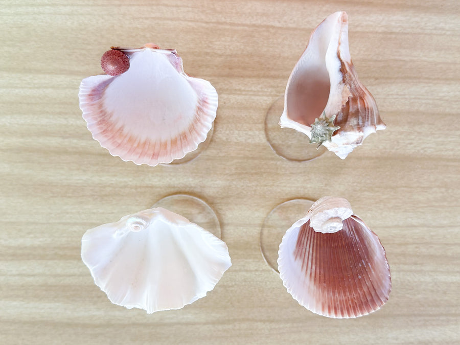 Set of Four Shell Chic Coupes