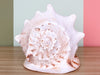 Extra Large Queen Helmet Conch Shell