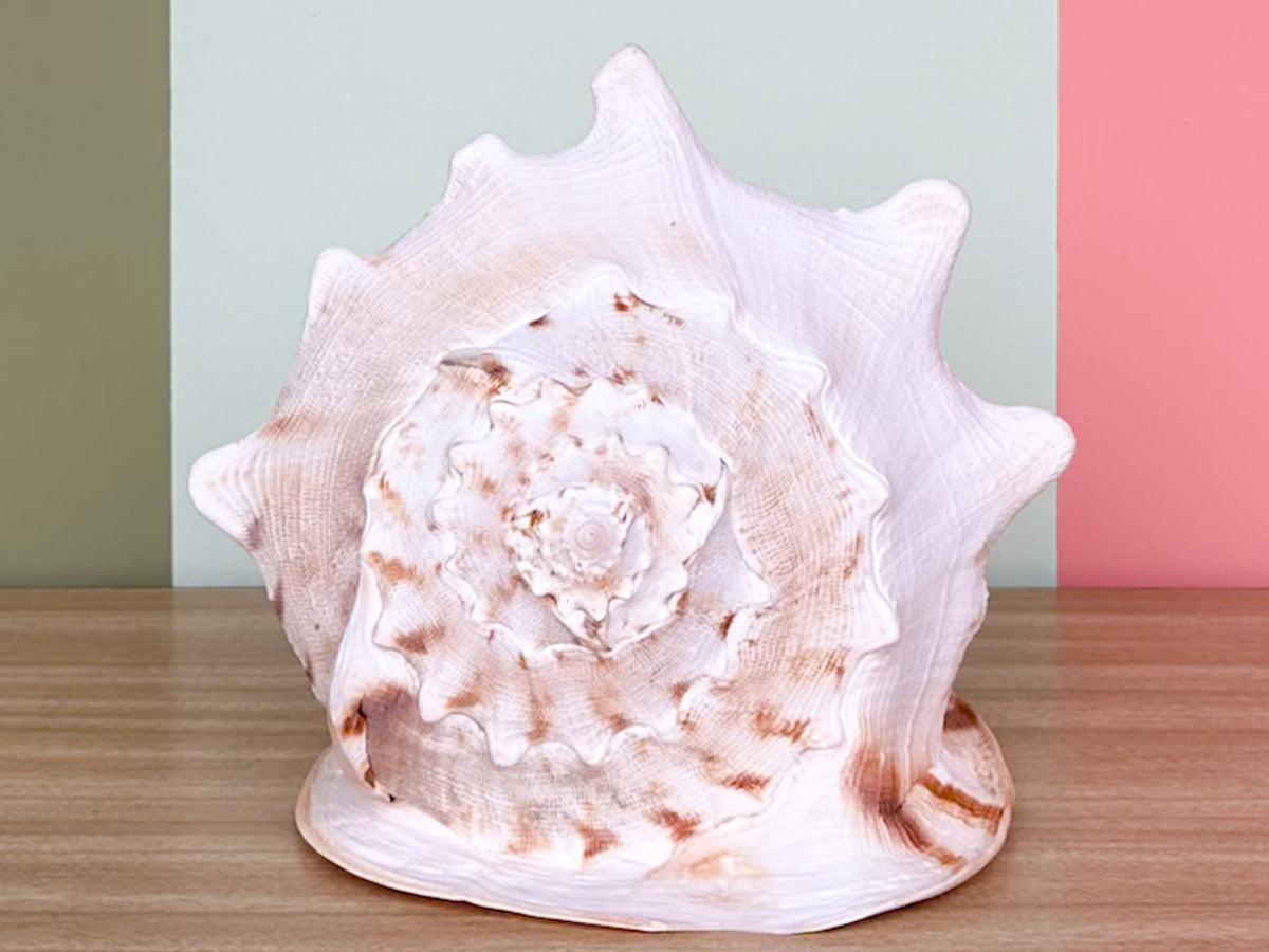 Extra Large Queen Helmet Conch Natural Shell