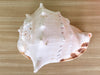 Extra Large Queen Helmet Conch Shell
