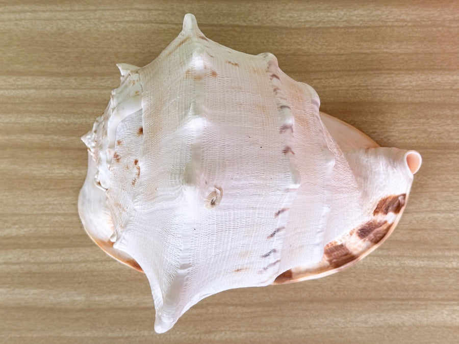 Extra Large Queen Helmet Conch Natural Shell