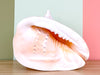 Extra Large Queen Helmet Conch Shell