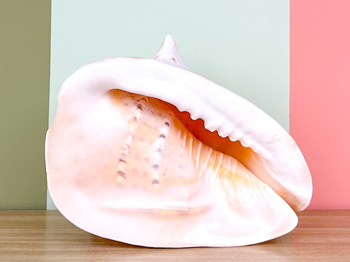 Extra Large Queen Helmet Conch Natural Shell