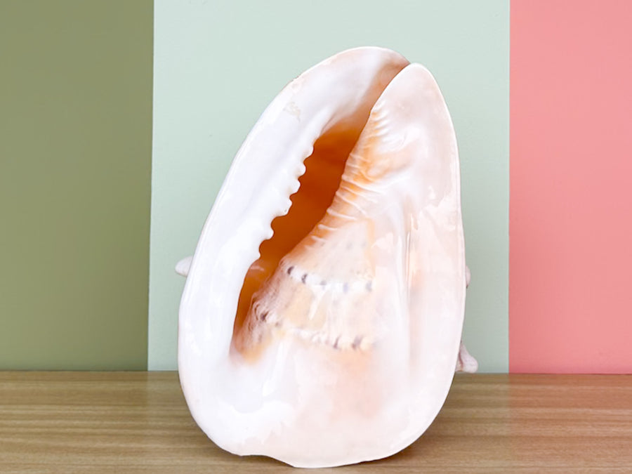 Extra Large Queen Helmet Conch Natural Shell