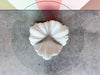 Plaster Shell Coffee Table