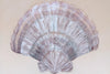 Shell Chic Original Art