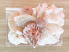 Lucite Peach Shell Box