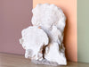 Large Natural Coral