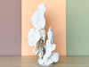 Large Natural Coral