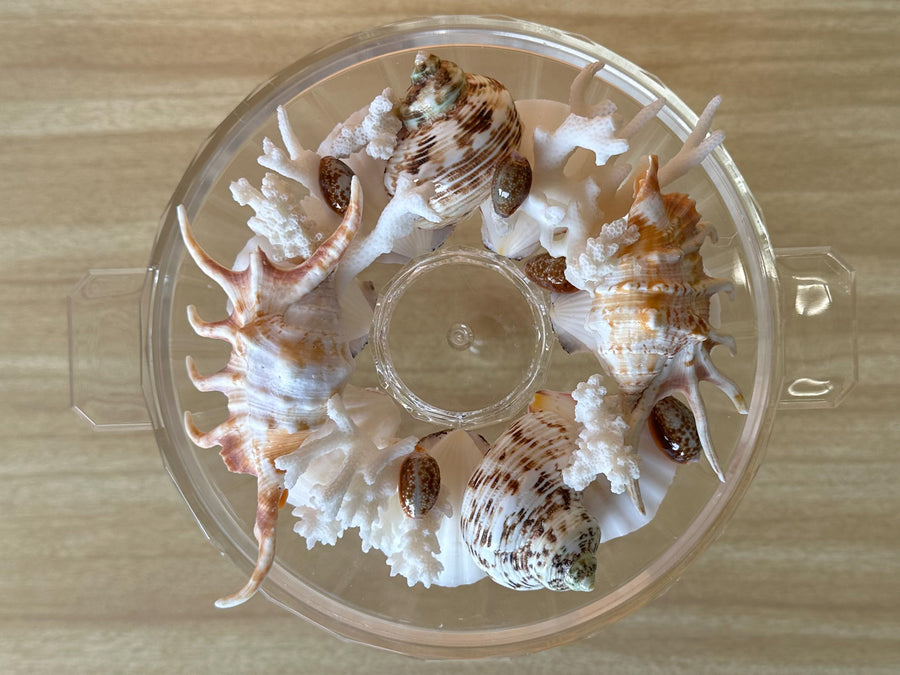 Shell Chic Pitcher and Ice Bucket