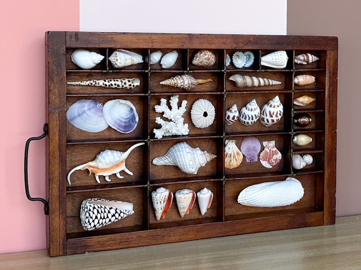 Printers Tray Shell Display