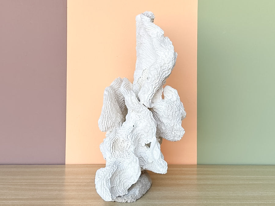 Large Natural Coral
